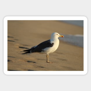 Dreamy Seagull Sticker